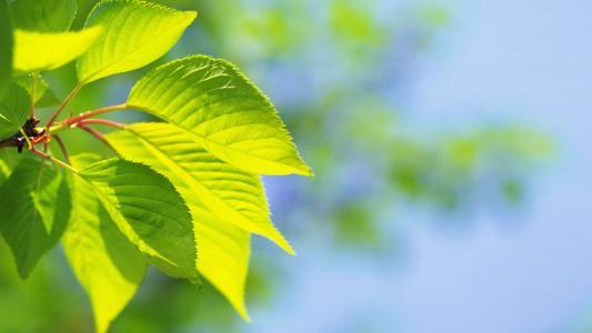 狼与兄弟新章节推文