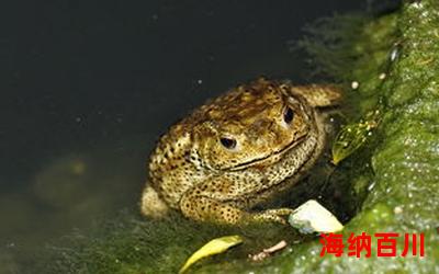 中华大蟾蜍最新章节-中华大蟾蜍免费阅读