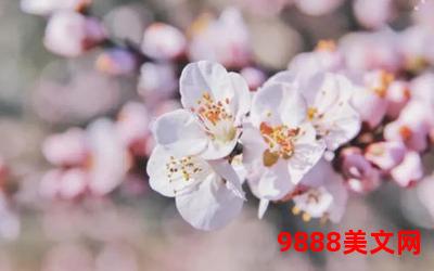 一见桃花后全文,桃花初绽，春色迷人